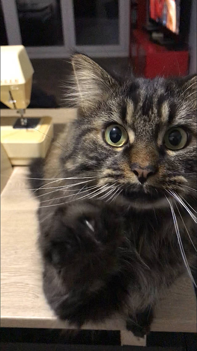 Darga participe au concours pour gagner de l'argent avec cette photo : american_curl, american_shorthair, asian, carnivore, cat, domestic_long_haired_cat, domestic_short_haired_cat, dragon_li, european_shorthair, felidae, kitten, maine_coon, mammal, norwegian_forest_cat, siberian, small_to_medium_sized_cats, snout, tabby_cat, vertebrate, whiskers