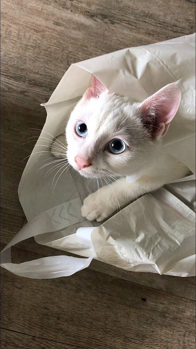 Spirit a rejoint le concours — aidez-le/la à gagner de superbes lots ! box, carnivore, cat, domestic_short_haired_cat, ear, eye, fawn, felidae, fur, packaging_and_labeling, paper_product, paw, photo_caption, small_to_medium_sized_cats, snout, tail, whiskers, wood