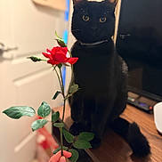 Shadow joined the competition — help win amazing prizes! animal, black_cat, blurred_background, closeup, collar, curious, domestic_cat, feline, flower, green_leaves, hand, indoor, natural_light, pet, plant, rose, sitting, still_life, wooden_table, yellow_eyes