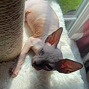 Adonis is registered to the contest to win money with this photo: animal, cat, closeup, curtains, daylight, ear, feline, fluffy_surface, hairless_cat, home, indoor, paw, pet, relaxed, scratching_post, shadow, skin_texture, sphynx_cat, sunlight, window