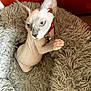Adonis is registered to the contest to win money with this photo: alert, animal, bell, blue_eyes, cat, close_up, curious, domestic, ears, feline, fluffy_bed, hairless_cat, indoor, looking_up, pet, pet_bed, portrait, red_collar, sphynx_cat, wrinkled_skin