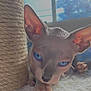 Adonis is registered to the contest to win money with this photo: animal, blue_eyes, cat, close_up, cozy, curious, ears, feline, furless, home, indoor, looking, natural_light, paw, pet, scratching_post, soft_texture, sphynx_cat, whiskers, window