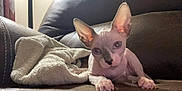 Adonis is registered to the contest to win money with this photo: animal, blanket, cat, close_up, cozy, curious, cute, domestic_animal, ears, eyes, feline, hairless_cat, indoors, leather_couch, living_room, paws, pet, relaxed, resting, sphynx_cat