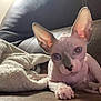 animal, blanket, cat, close_up, cozy, curious, cute, domestic_animal, ears, eyes, feline, hairless_cat, indoors, leather_couch, living_room, paws, pet, relaxed, resting, sphynx_cat