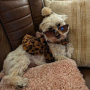 Maggie joined the competition — help win amazing prizes! dog, white_dog, sunglasses, leopard_print, couch, brown_leather, pillow, pink_pillow, beige_cushion, pet, relaxing, indoor, fur, cute, small_dog, accessory, fashion, cozy, home, animal