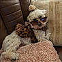 dog, white_dog, sunglasses, leopard_print, couch, brown_leather, pillow, pink_pillow, beige_cushion, pet, relaxing, indoor, fur, cute, small_dog, accessory, fashion, cozy, home, animal