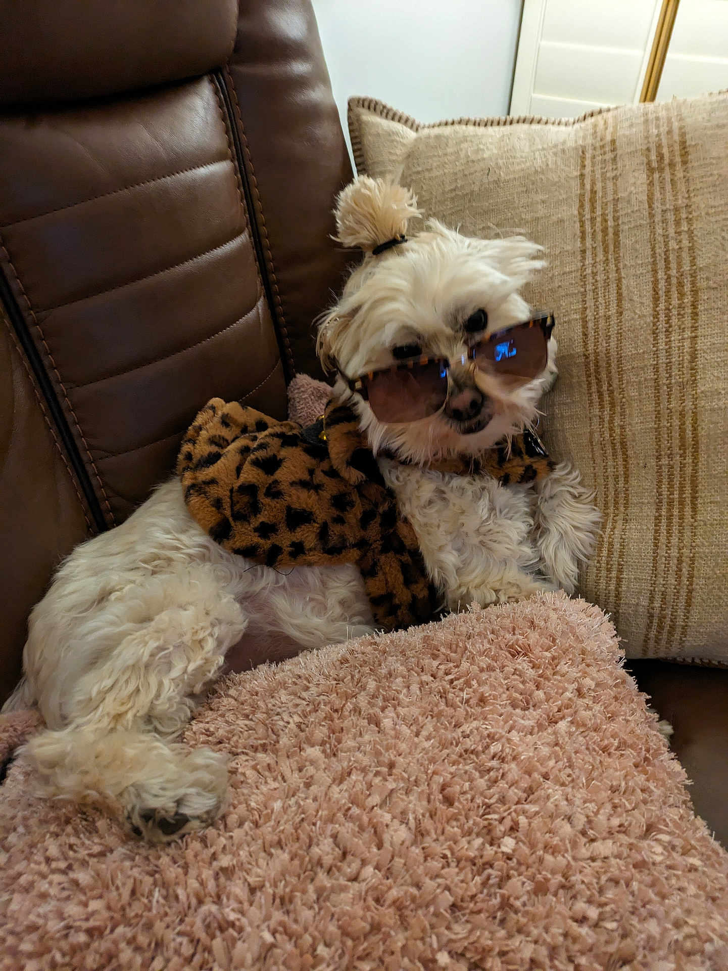 Maggie joined the competition — help win amazing prizes! dog, white_dog, sunglasses, leopard_print, couch, brown_leather, pillow, pink_pillow, beige_cushion, pet, relaxing, indoor, fur, cute, small_dog, accessory, fashion, cozy, home, animal