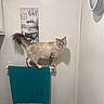 animal, artwork, balancing, bathroom, cat, clock, cute, fluffy, fur, home, indoor, kitten, long_hair, mirror, pet, portrait, standing, towel, towel_rack, wall