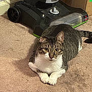 Kozmo is registered to the contest to win money with this photo: animal, appliance, black, brown, carpet, cat, curious, domestic_cat, ears, feline, floor, household, indoor, paw, pet, resting, tabby_cat, vacuum_cleaner, whiskers, white