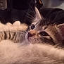 animal, cat, closeup, companion, cute, ear, fluffy, friendship, fur, indoor, kitten, pet, relaxing, resting, sleepy, snuggling, soft, tabby, warmth, whiskers