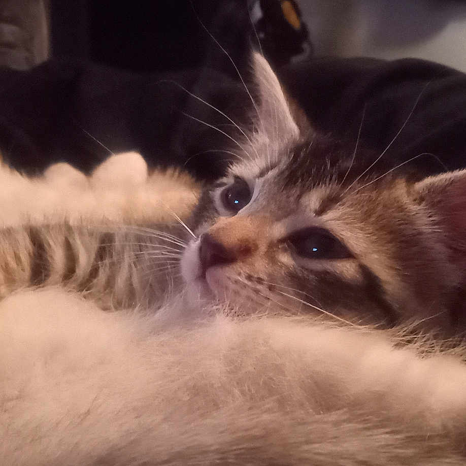 Liza Lye-Zuh joined the competition — help win amazing prizes! animal, cat, closeup, companion, cute, ear, fluffy, friendship, fur, indoor, kitten, pet, relaxing, resting, sleepy, snuggling, soft, tabby, warmth, whiskers