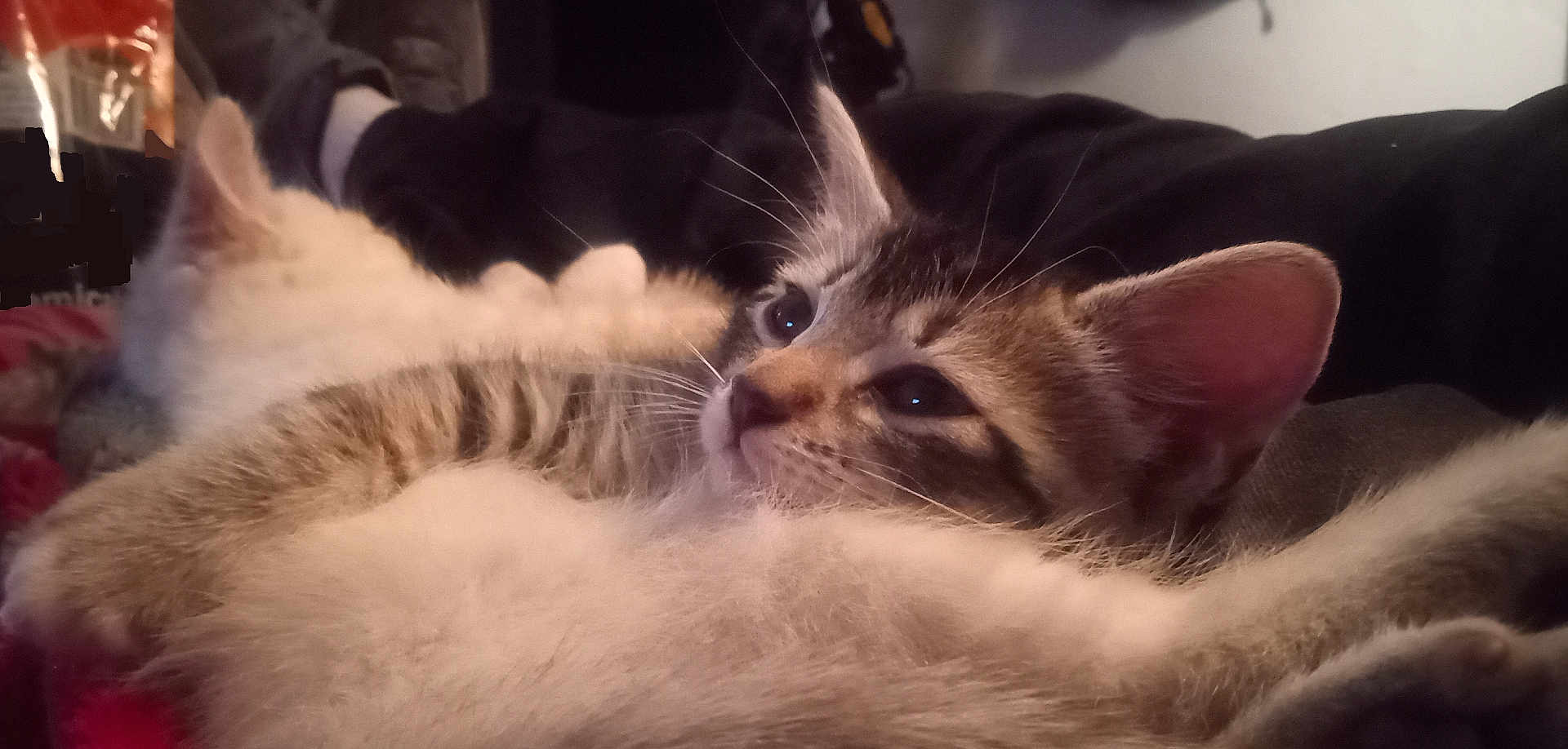 Liza Lye-Zuh joined the competition — help win amazing prizes! animal, cat, closeup, companion, cute, ear, fluffy, friendship, fur, indoor, kitten, pet, relaxing, resting, sleepy, snuggling, soft, tabby, warmth, whiskers