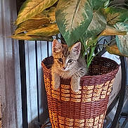 Brownie joined the competition — help win amazing prizes! kitten, cat, plant, basket, indoor, leaf, woven_basket, curious, pet, furniture, greenery, small_animal, paws, home_decor, natural_light, feline, cute, young_animal, fluffy, domestic_animal