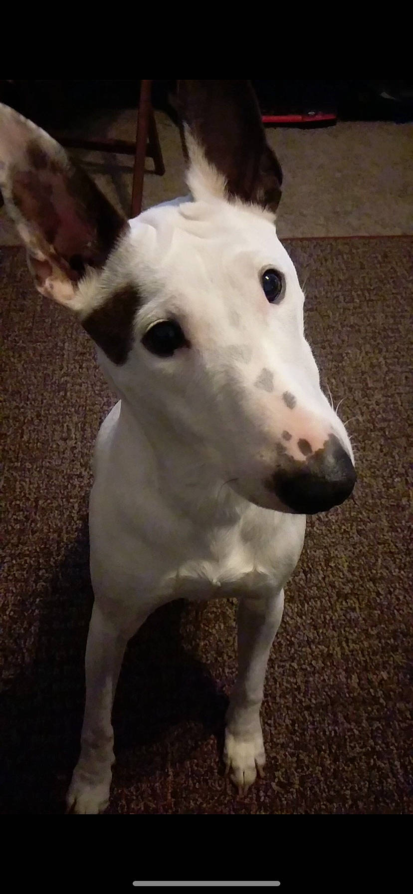 Charlie joined the competition — help win amazing prizes! carnivore, collar, companion_dog, dog, dog_breed, dog_collar, ear, eye, fawn, fur, head, jaw, livestock, neck, pet_supply, snout, sporting_group, terrestrial_animal, whiskers, working_animal