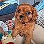 puppy, dog, brown_fur, cute, pet, toy, blanket, hand, nails, blue_nail_polish, person, lap, indoor, couch, cozy, soft_toy, fur, collar, young_dog, comfort
