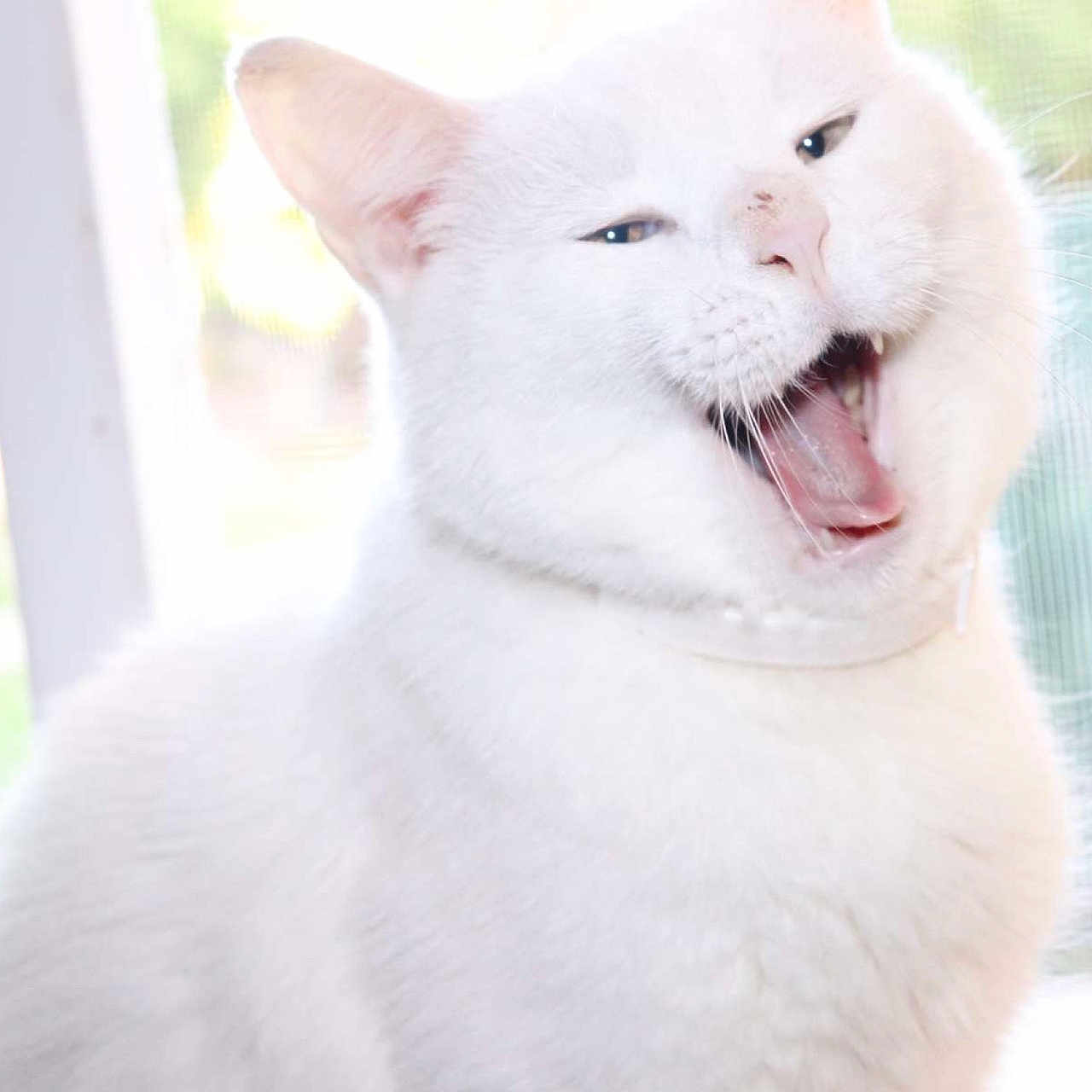 Jack Buenrostro joined the competition — help win amazing prizes! bright, cat, close_up, collar, domestic_animal, funny_expression, fur, indoor, open_mouth, overexposed, pet, portrait, sleepy, tongue, whiskers, white_cat, white_fur, window, window_screen, yawning