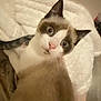 Robbin participe au concours pour gagner de l'argent avec cette photo : cat, animal, pet, feline, wide_eyes, curious, surprised, soft_blanket, indoor, brown_fur, white_fur, pink_nose, ears, whiskers, close_up, resting, cozy, fur, paw, looking