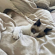 Robbin participe au concours pour gagner de l'argent avec cette photo : cat, bed, blanket, beige, cozy, feline, fur, indoor, laying, mammal, nap, pet, resting, sleeping, soft, tabby, two_cats, whiskers, white, blue_eyes