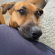Boby a rejoint le concours — aidez-le/la à gagner de superbes lots ! dog, brown_dog, close_up, resting, indoor, floor, rug, furniture, animal, pet, canine, head, face, snout, nose, paw, companion, cozy, soft_texture, looking_up