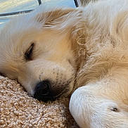 Aïko a rejoint le concours — aidez-le/la à gagner de superbes lots ! dog, puppy, sleeping, fluffy, golden_retriever, close_up, blanket, cozy, fur, nose, paw, relaxing, indoor, cute, pet, animal, soft, peaceful, resting, warm