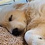 animal, blanket, close_up, cozy, cute, dog, fluffy, fur, golden_retriever, indoor, nose, paw, peaceful, pet, puppy, relaxing, resting, sleeping, soft, warm