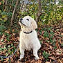 Aïko participe au concours pour gagner de l'argent avec cette photo : puppy, dog, white_fur, leaves, autumn, outdoor, nature, tree, greenery, curious, collar, leash, sitting, young_dog, forest_floor, daylight, cute, pet, canine, animal