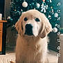 Aïko participe au concours pour gagner de l'argent avec cette photo : dog, golden_retriever, puppy, christmas_tree, ornaments, indoor, holiday, decorations, festive, cute, pet, animal, fur, sitting, carpet, home, soft_lighting, tree_lights, ribbons, calm