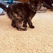 Luna is registered to the contest to win money with this photo: kitten, cat, indoor, carpet, furniture, person, jeans, sneakers, floor, pet, animal, curious, small, cute, furry, brown, black, domestic, young, alert