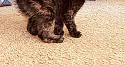 Luna is registered to the contest to win money with this photo: alert, animal, black, brown, carpet, cat, curious, cute, domestic, floor, furniture, furry, indoor, jeans, kitten, person, pet, small, sneakers, young