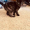 kitten, cat, indoor, carpet, furniture, person, jeans, sneakers, floor, pet, animal, curious, small, cute, furry, brown, black, domestic, young, alert