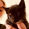 Luna is registered to the contest to win money with this photo: kitten, black_cat, person, hand, holding, pet, animal, cute, indoor, closeup, face, feline, young, ears, whiskers, domestic, portrait, soft_light, warm, curious