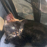 Luna joined the competition — help win amazing prizes! animal, black_cat, blanket, comfort, cozy, curious, cute, feline, fur, indoor, kitten, mesh, pet, relaxed, resting, shadow, small, sunlight, whiskers, young