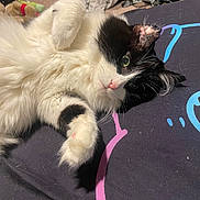Marble is registered to the contest to win money with this photo: cat, black_and_white, fluffy, lying_down, paw, green_eyes, pink_nose, indoor, blanket, colorful, furniture, cozy, pet, animal, whiskers, fur, close_up, cute, relaxed, home