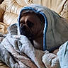 Iron participe au concours pour gagner de l'argent avec cette photo : blanket, brown_dog, canine, comfort, cozy, dog, fur, home, hood, indoor, leather_couch, living_room, pet, portrait, relaxed, resting, seated, side_view, soft, wrapped