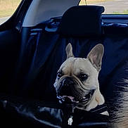 Iron participe au concours pour gagner de l'argent avec cette photo : animal, backseat, canine, car, companion, curious, dog, domestic_animal, ears, face, french_bulldog, indoor, leather, pet, portrait, seat, sitting, transportation, vehicle, window
