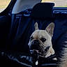 animal, backseat, canine, car, companion, curious, dog, domestic_animal, ears, face, french_bulldog, indoor, leather, pet, portrait, seat, sitting, transportation, vehicle, window