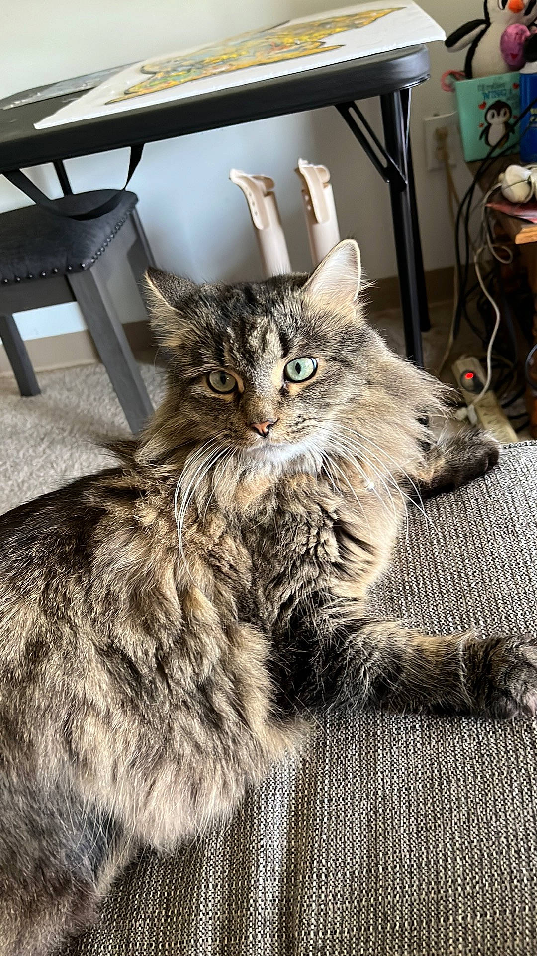 Jules is registered to the contest to win money with this photo: carnivore, cat, chair, claw, domestic_short_haired_cat, drawer, felidae, flooring, fur, hardwood, paw, picture_frame, sitting, small_to_medium_sized_cats, tail, terrestrial_animal, whiskers, wood