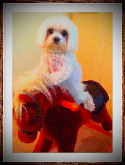 Peppa is registered to the contest to win money with this photo: art, canidae, carnivore, companion_dog, corgi_chihuahua, dog, dog_breed, dog_supply, eyewear, fawn, fur, happy, photo_caption, picture_frame, rectangle, room, sporting_group, toy_dog, visual_arts, working_animal