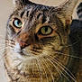cat, tabby, pet, animal, whiskers, green_eyes, close_up, curious, feline, indoor, floor, portrait, cute, fur, mammal, domestic_animal, looking_up, tabby_cat, soft_light, house_cat