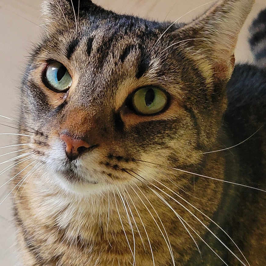 Katsu a rejoint le concours — aidez-le/la à gagner de superbes lots ! animal, cat, close_up, curious, cute, domestic_animal, feline, floor, fur, green_eyes, house_cat, indoor, looking_up, mammal, pet, portrait, soft_light, tabby, tabby_cat, whiskers