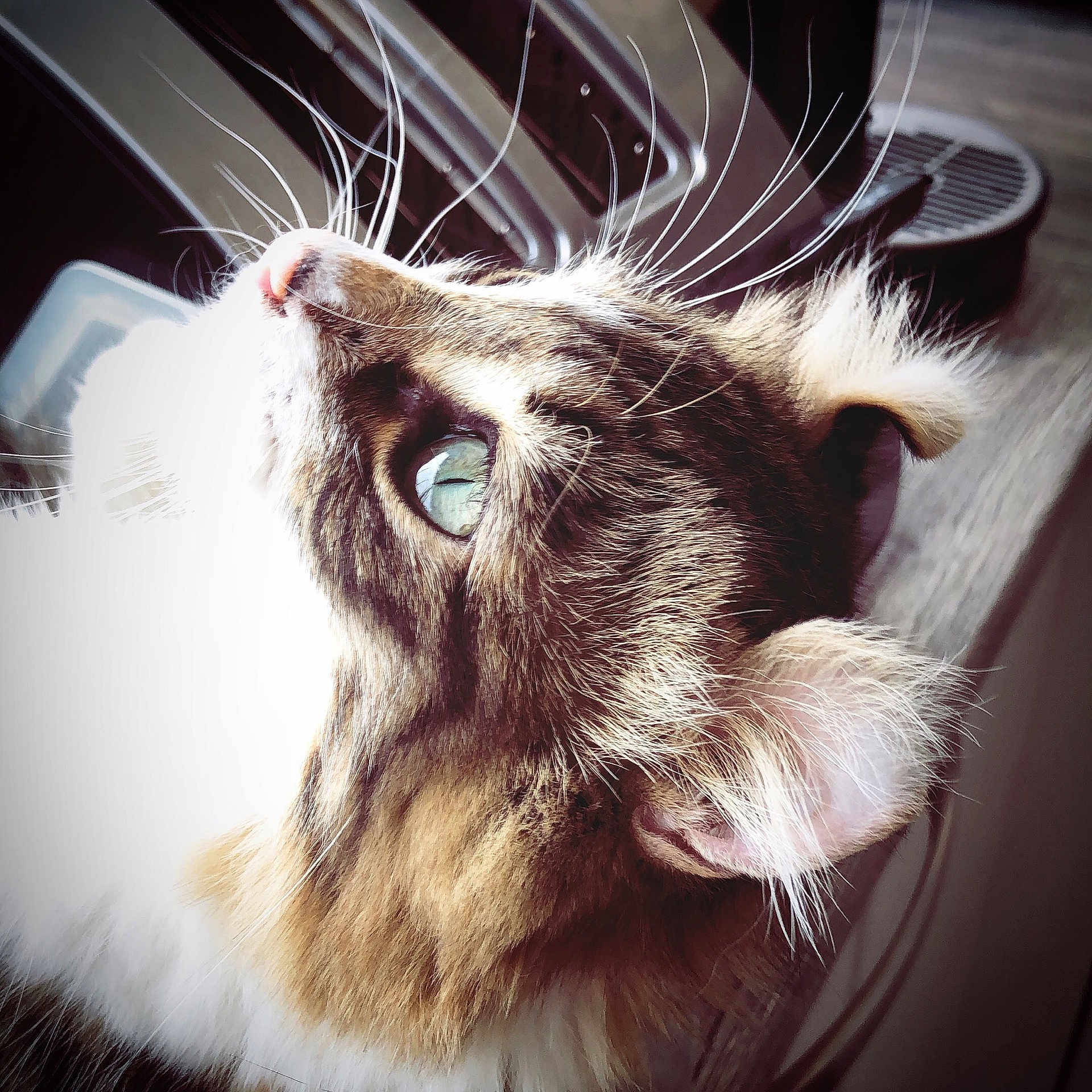 Naïty a rejoint le concours — aidez-le/la à gagner de superbes lots ! cat, cat_like_mammal, close_up, ear, eye, fauna, fur, kitten, organ, paw, small_to_medium_sized_cats, snout, whiskers