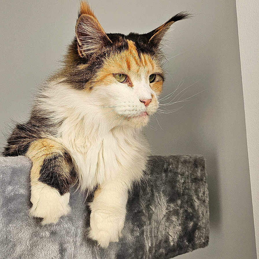 Rolibri a rejoint le concours — aidez-le/la à gagner de superbes lots ! abyssinian, angora, animal, architecture, armchair, blanket, building, cat, chair, couch, cushion, den, furniture, homedecor, kitten, manx, pet, siamese, wall, wood