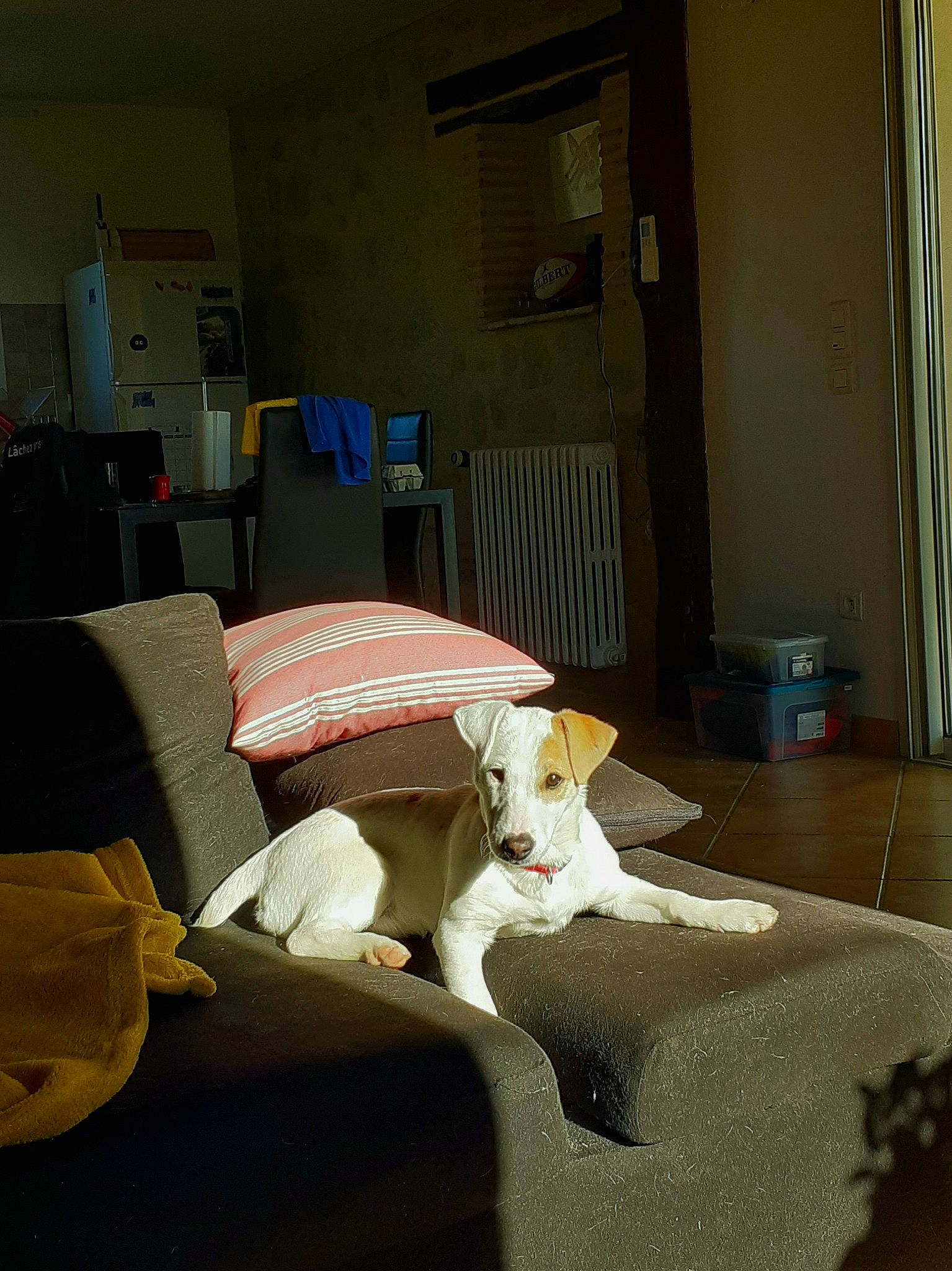 Ellis participe au concours pour gagner de l'argent avec cette photo : bed, bed_sheet, bedding, bedroom, canidae, carnivore, cat, comfort, couch, felidae, furniture, interior_design, linens, room, slipcover, small_to_medium_sized_cats, table, textile, whiskers