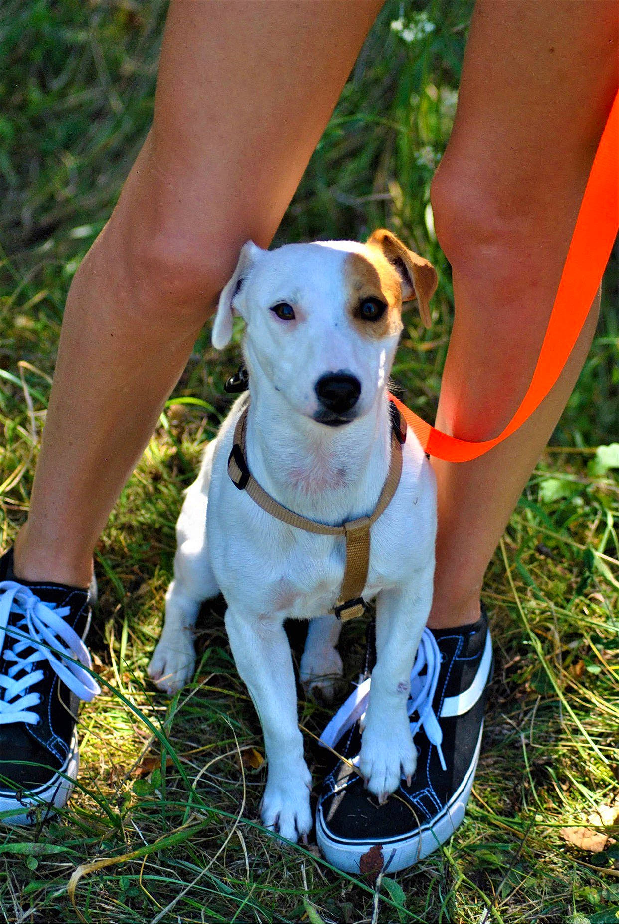 Ellis a rejoint le concours — aidez-le/la à gagner de superbes lots ! canidae, carnivore, companion_dog, danish_swedish_farmdog, dog, dog_breed, fawn, feist, grass, mammal, sporting_group, vertebrate