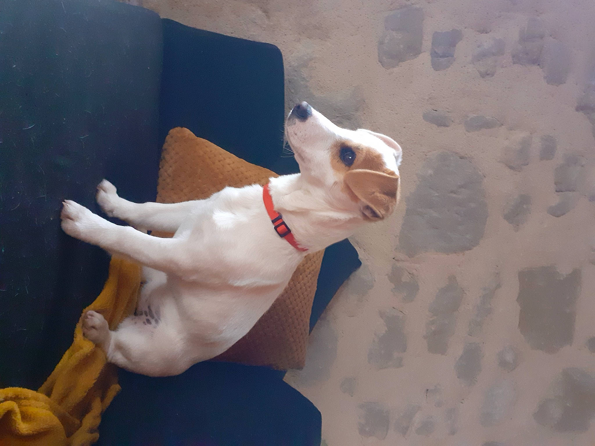 Ellis a rejoint le concours — aidez-le/la à gagner de superbes lots ! bull_terrier, canidae, carnivore, cat, dog, dog_breed, donskoy, fawn, felidae, mammal, non_sporting_group, peterbald, sphynx, tail, ukrainian_levkoy