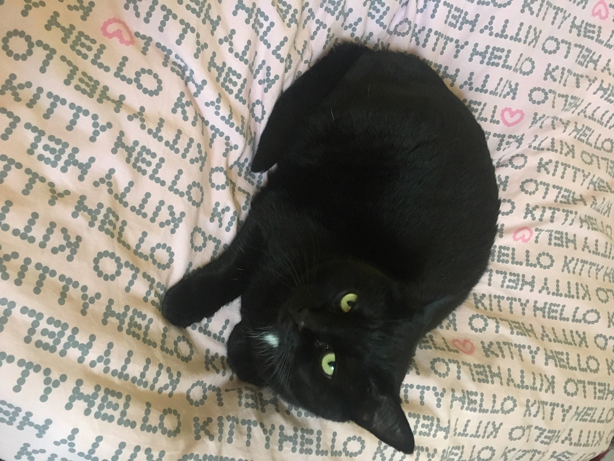 Arwen participe au concours pour gagner de l'argent avec cette photo : black_cat, bombay, carnivore, cat, claw, comfort, domestic_short_haired_cat, felidae, fur, mammal, pattern, plant, small_to_medium_sized_cats, snout, tail, terrestrial_animal, whiskers