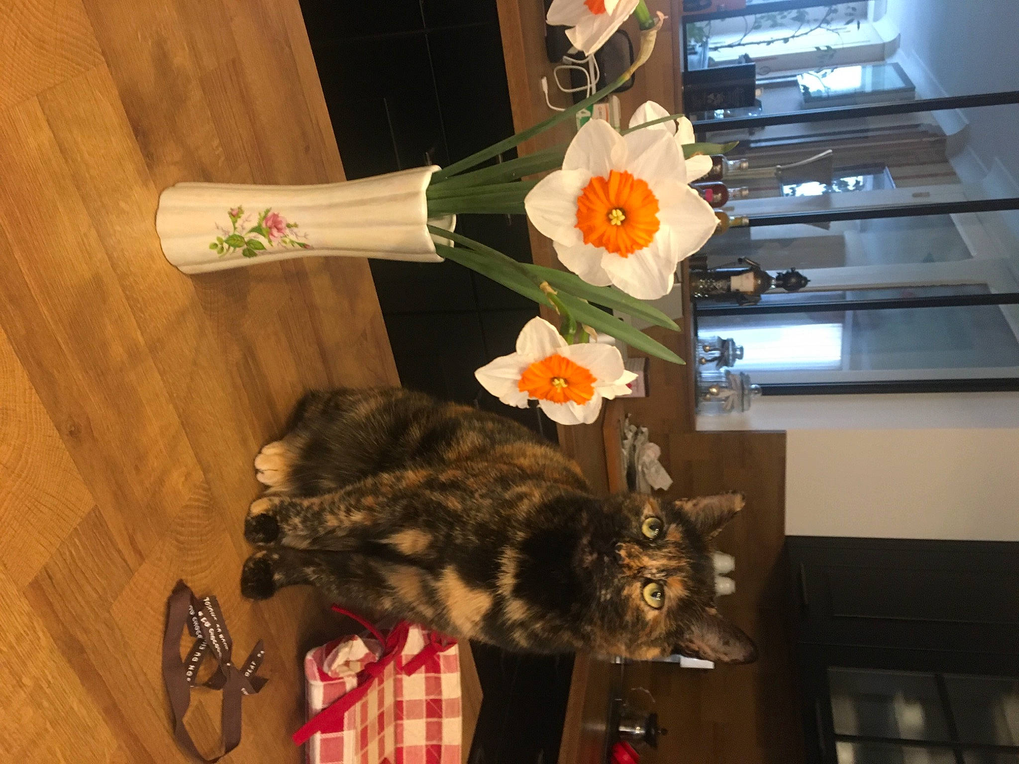 Rominette a rejoint le concours — aidez-le/la à gagner de superbes lots ! black_cat, canidae, carnivore, cat, comfort, domestic_short_haired_cat, felidae, flooring, flower, flowerpot, fur, hardwood, plant, room, small_to_medium_sized_cats, sporting_group, tail, tree, whiskers, wood