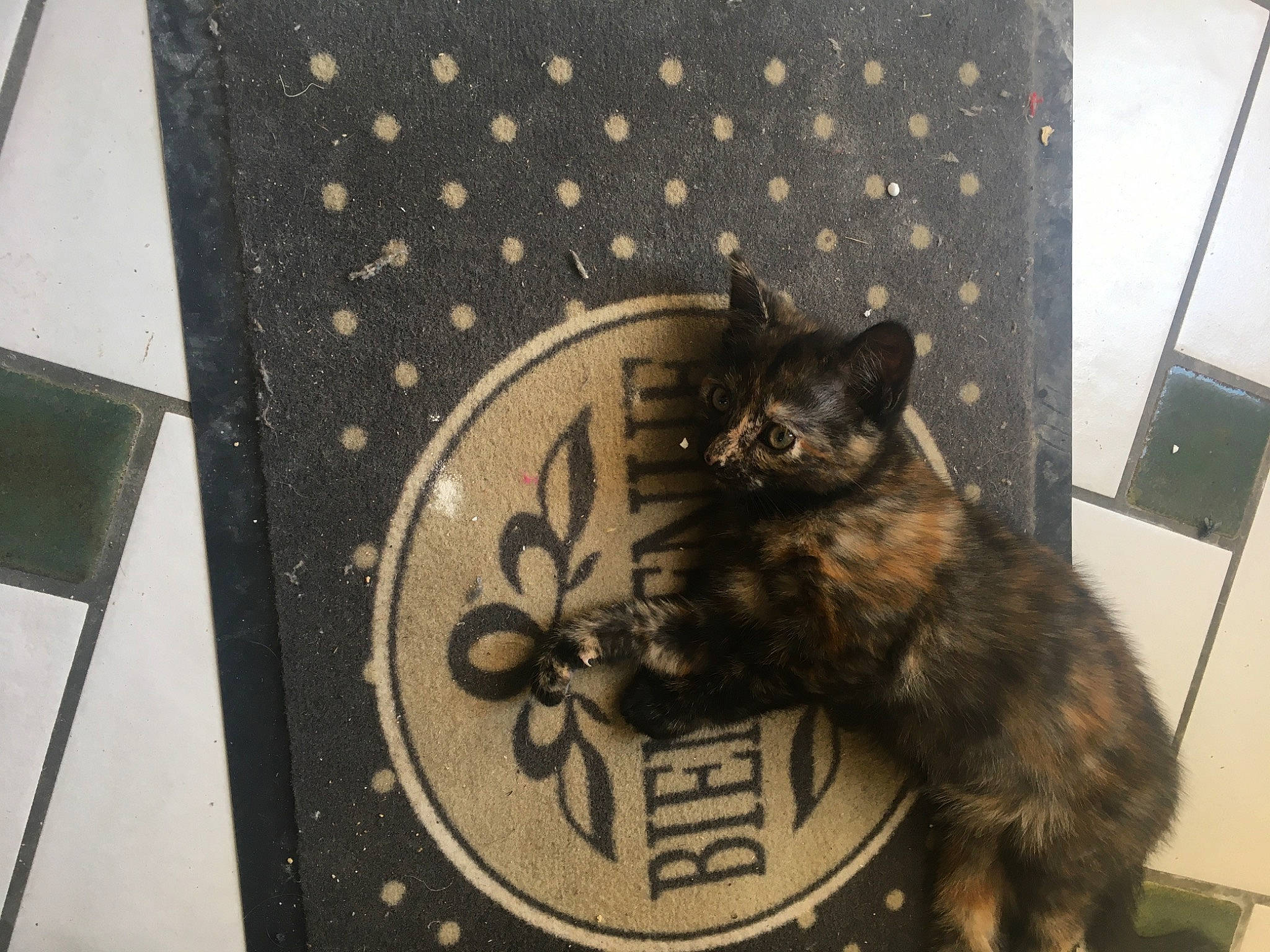 Rominette participe au concours pour gagner de l'argent avec cette photo : carnivore, cat, domestic_short_haired_cat, felidae, small_to_medium_sized_cats, whiskers