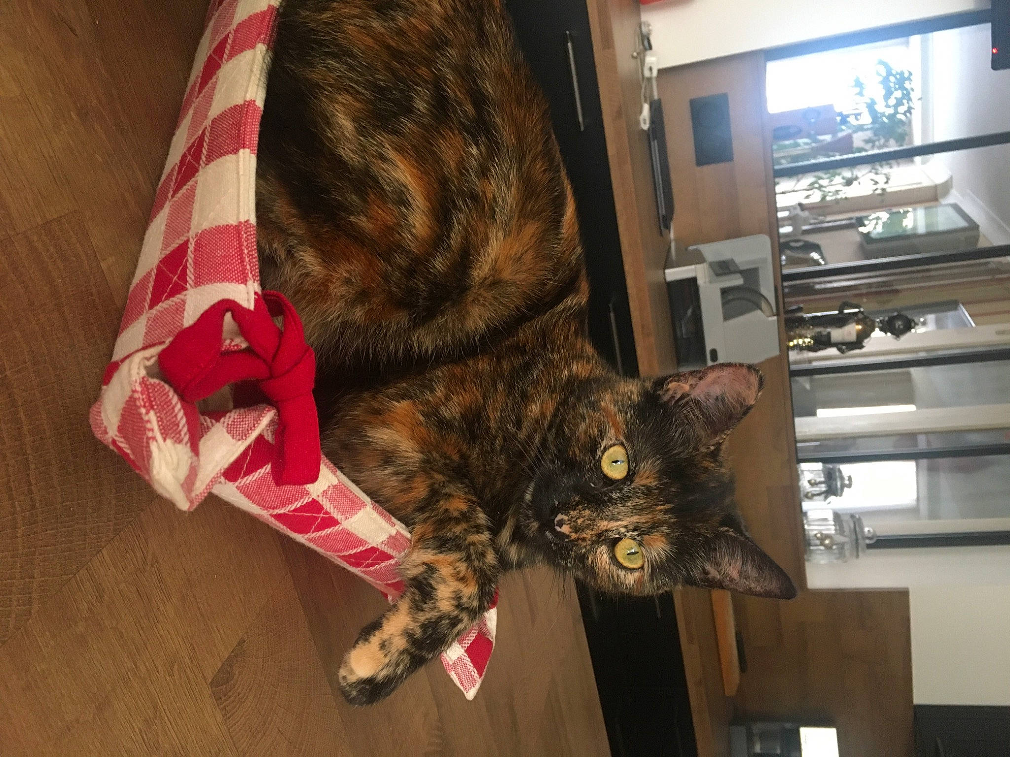 Rominette participe au concours pour gagner de l'argent avec cette photo : brown, canidae, carnivore, cat, claw, domestic_short_haired_cat, ear, fawn, felidae, fur, human_leg, pattern, plaid, room, small_to_medium_sized_cats, snout, sporting_group, tail, whiskers, wood