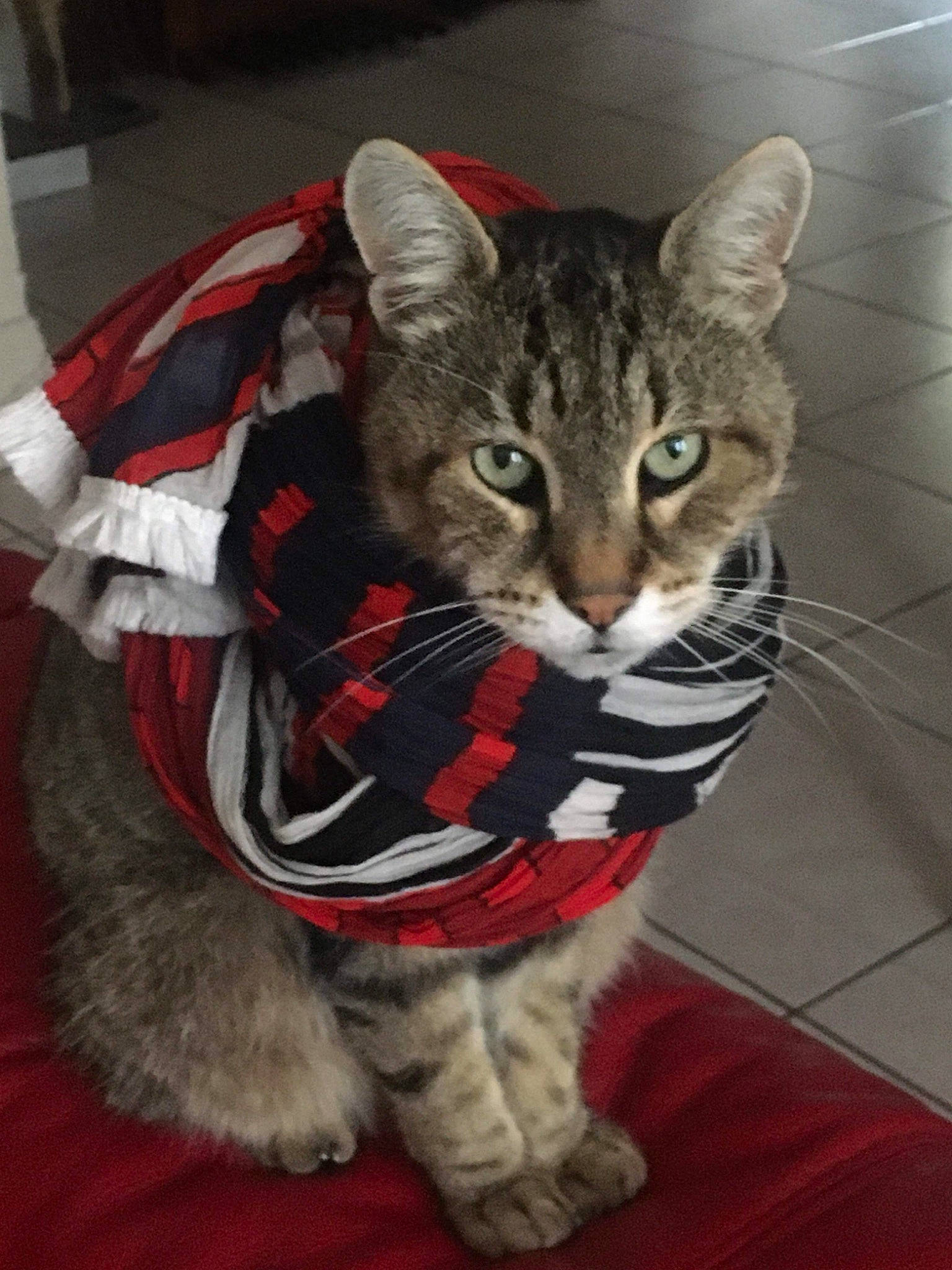 Atchoum participe au concours pour gagner de l'argent avec cette photo : american_shorthair, american_wirehair, asian, california_spangled, carnivore, cat, domestic_short_haired_cat, dragon_li, egyptian_mau, european_shorthair, felidae, fur, kitten, mammal, paw, pixie_bob, small_to_medium_sized_cats, tabby_cat, toyger, whiskers